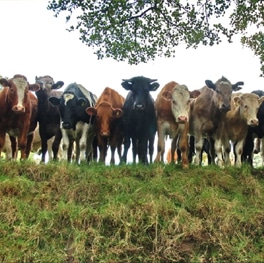 RFID Livestock Management System